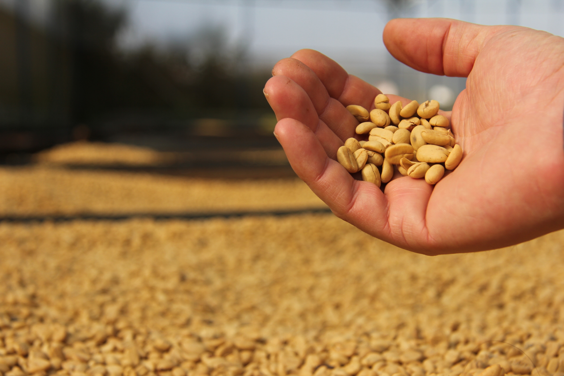 Hand holding coffee beans